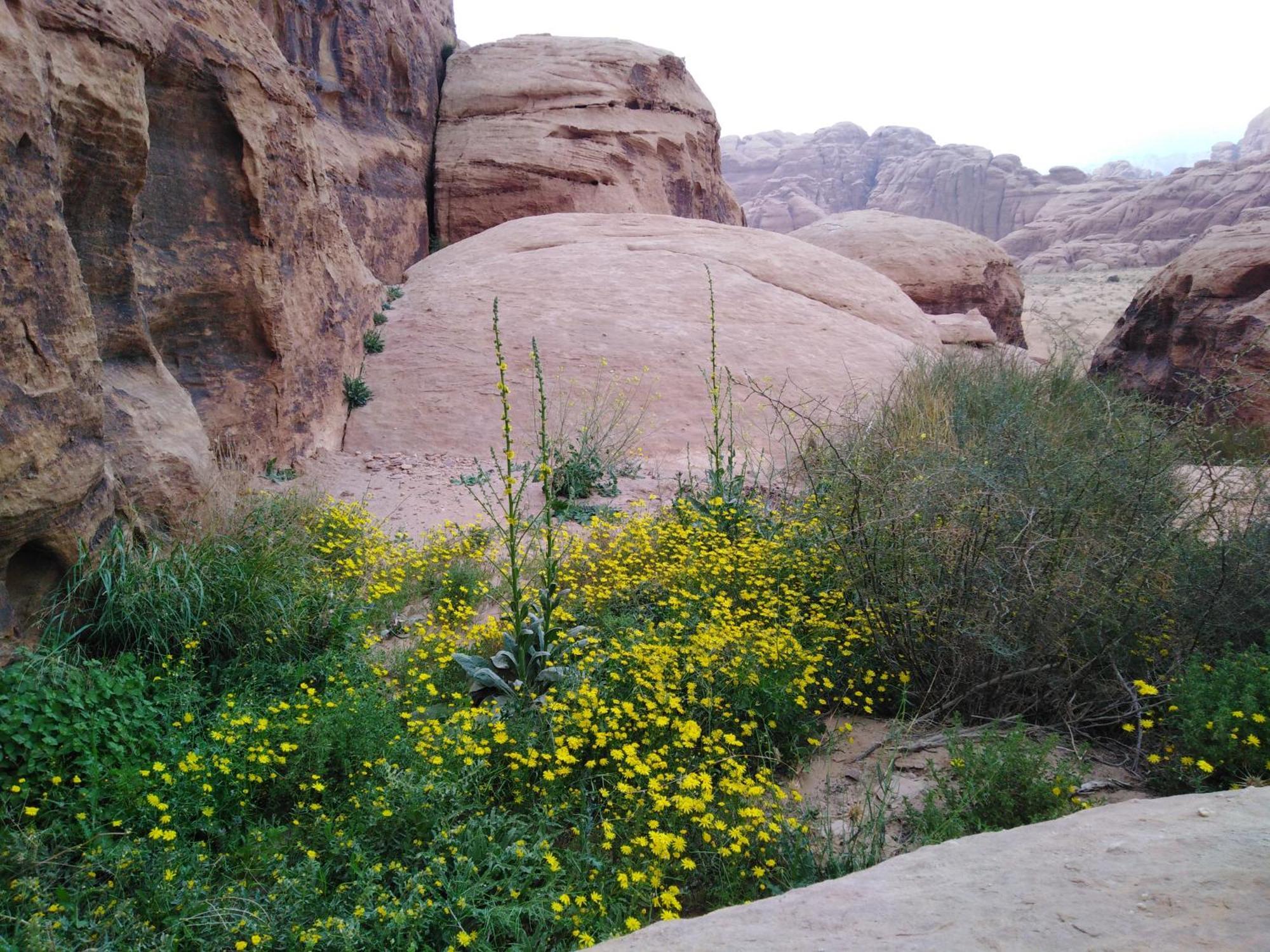 Welcome To Wadi Rum Camp Hotel Екстериор снимка